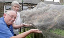 Sâu bướm nhả tơ 'nuốt trọn' một khu vườn tại Anh