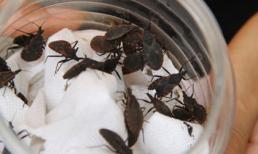 Vì sao bọ xít hút máu người bùng phát ở Hà Nội?