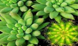 Những loại cây trồng trong nhà tốt cho sức khỏe