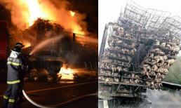 Hơn 9.000 con gà thành "gà quay" vì xe tải bốc cháy