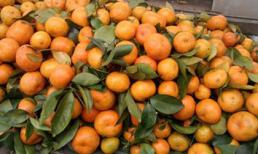 Dân ăn hoa quả độc trọn năm, "quan" nhận báo cáo 1 lần