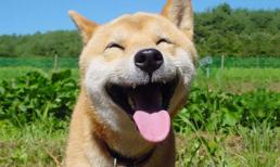 Cuộc thi lưỡi dài, lưỡi đẹp