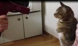 Chú mèo tập "boxing" với máy sấy 