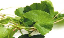 Ăn nhiều rau má gây vô sinh, sảy thai…