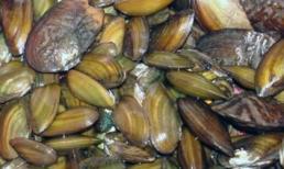 Nguy hiểm từ trai hến