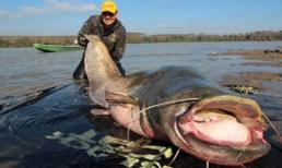 Bắt được cá trê khổng lồ dài 2 mét, nghi bị nhiễm phóng xạ