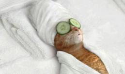 Khi động vật có biểu cảm giống hệt người