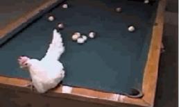 Ảnh động vui: Khi gà cũng chơi bida