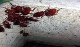 Kinh hãi những bộ xương trắng trong bể nước nhà hàng