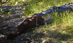 Ghê rợn cảnh cá sấu 4,5m vồ nuốt chửng ngựa