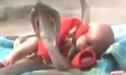 'Rùng mình' em bé ngủ ngon lành giữa đàn rắn hổ mang chúa