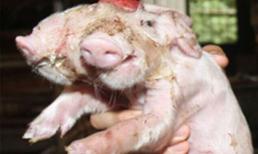 Chú lợn con còi cọc mắc dị tật hai đầu, hai mũi