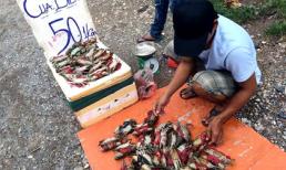 Cua biển nằm ngửa, 50 nghìn/kg tràn vỉa hè Hà Nội