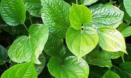 Chữa chứng ra nhiều mồ hôi ở tay, chân triệt để nhờ lá lốt