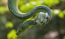 Tình bạn thân thiết kỳ quặc giữa rắn và ếch