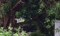 Hà Nội: Nghi án nam thanh niên bị treo cổ bằng rễ cây đa