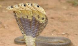 Kinh hoàng: Phát hiện rắn hổ mang bành 5 đầu