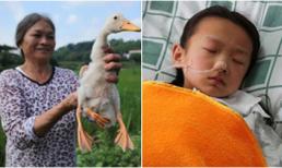 Lạ nhất tuần: Vịt 3 chân, khối u to bằng 2 quả bóng