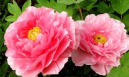 12 cung Hoàng đạo đón chờ điều gì trong tuần mới? (21/7/2014 – 27/7/2014)