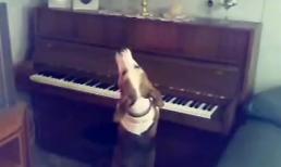 Ngạc nhiên với tài "đàn hát" của chú chó đáng yêu