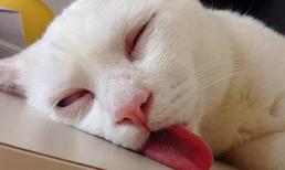 Trào lưu làm mặt xấu đã lan ra cả Mèo!