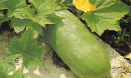 Những công dụng đặc biệt của quả bí Đao