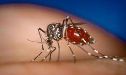 Cảnh báo xuất hiện chùm ca sốt xuất huyết đầu tiên tại Hà Nội