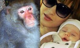 Kinh hoàng em bé 6 tuần tuổi bị khỉ xé rách đầu