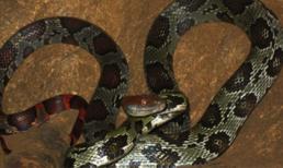 Chuyện kỳ lạ về đôi rắn "tu hành", hàng ngày bò vào chùa nghe tụng kinh