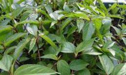 10 công dụng chữa bệnh không ngờ của rau đay