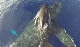 Cảnh tượng kỳ thú cá voi mẹ cõng con 'bay' trên mặt nước