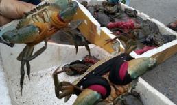 Cua biển 50.000 đồng/con ở Hà Nội có nguồn gốc từ đâu?