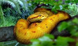 Huyền thoại về loài rắn có nọc độc làm tan thịt người