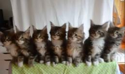 Bảy chú mèo con đồng diễn cực đáng yêu 