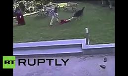 Bé gái 15 tháng tuổi bị chú chó Đức kéo lê trong công viên