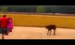 Màn đấu bò hài hước nhất quả đất