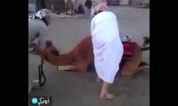 Quá 'nhọ' cho anh chàng lần đầu cưỡi lạc đà