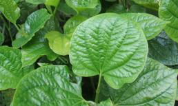 3 bài thuốc từ lá lốt giúp trị đau lưng hiệu quả