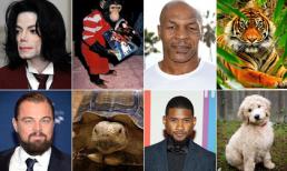 5 thú cưng đắt giá và độc đáo nhất hành tinh của sao Hollywood