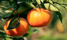 Cam Canh ngày Tết: Giá cao nhưng vẫn đắt hàng