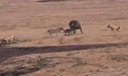 Trâu mẹ liều mình bảo vệ con trước bầy sư tử đói