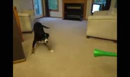 Phản ứng của chó cưng khi gặp kèn vuvuzela