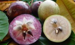 Vú sữa - trái cây cực tốt với mẹ bầu!