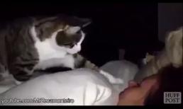 Những kẻ phá đám giấc ngủ đáng yêu