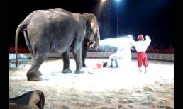 Màn rửa mặt cực ấn tượng của chú voi trong rạp xiếc