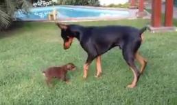 Cún con nhắng nhít