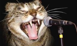 Giải trí với liên khúc cười... giải trí