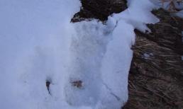 Phát hiện dấu chân khổng lồ nghi là của người rừng