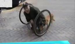 Chú chó trung thành làm đôi chân cho ông cụ 86 tuổi