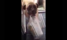 Những chú chó được việc nhất quả đất